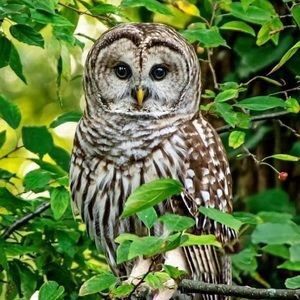 Meet your Posher, Ricky